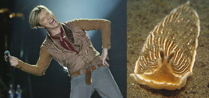 Nudibranchia-Opisthobranchia-David-Bowie