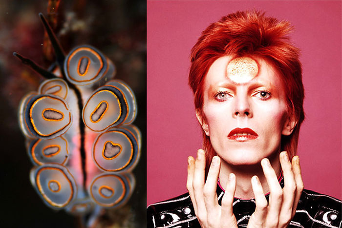 Nudibranchia-Opisthobranchia-David-Bowie