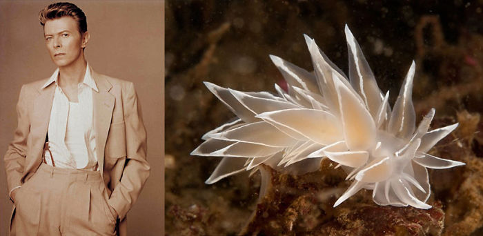 Nudibranchia-Opisthobranchia-David-Bowie