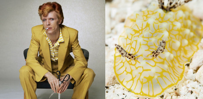 Nudibranchia-Opisthobranchia-David-Bowie