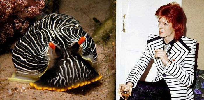 Nudibranchia-Opisthobranchia-David-Bowie