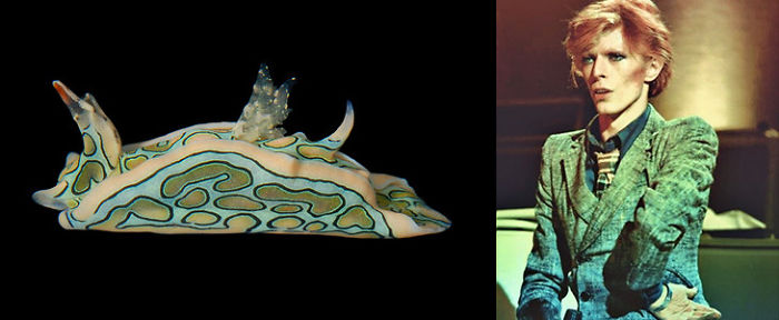 Nudibranchia-Opisthobranchia-David-Bowie