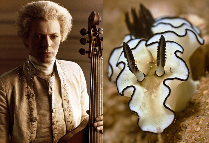 Nudibranchia-Opisthobranchia-David-Bowie