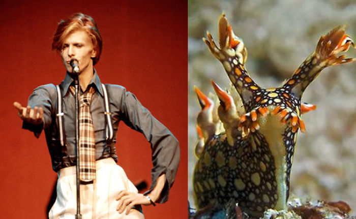 Nudibranchia-Opisthobranchia-David-Bowie