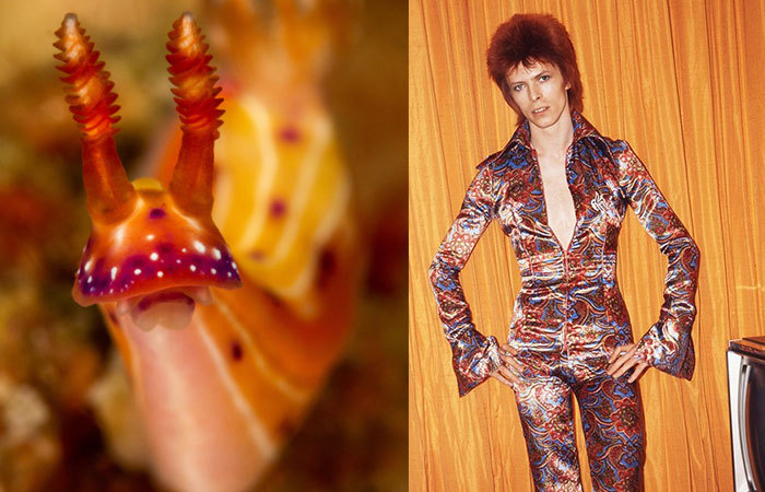 Nudibranchia-Opisthobranchia-David-Bowie