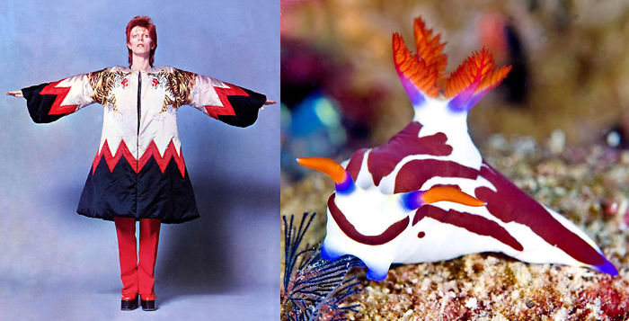 Nudibranchia-Opisthobranchia-David-Bowie