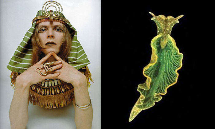 Nudibranchia-Opisthobranchia-David-Bowie