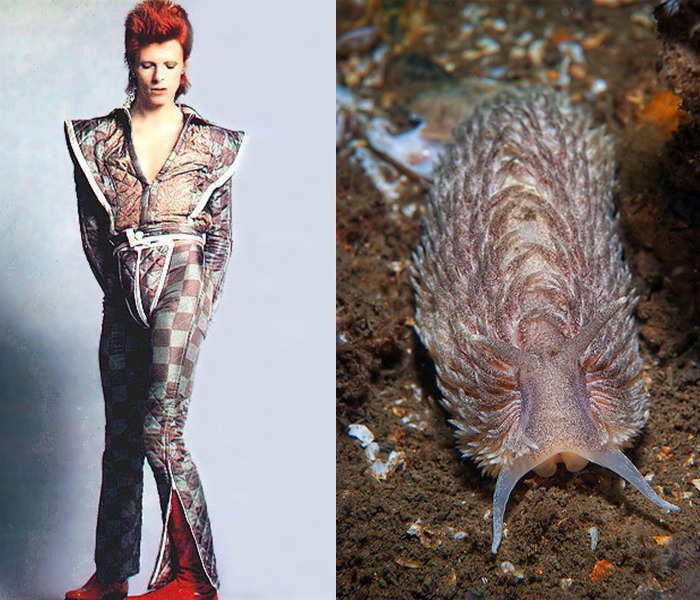 Nudibranchia-Opisthobranchia-David-Bowie