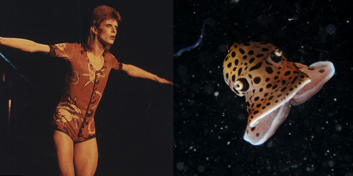 Nudibranchia-Opisthobranchia-David-Bowie