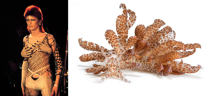 Nudibranchia-Opisthobranchia-David-Bowie