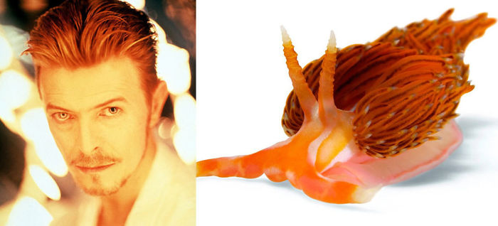 Nudibranchia-Opisthobranchia-David-Bowie