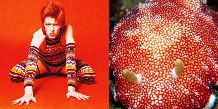 Nudibranchia-Opisthobranchia-David-Bowie
