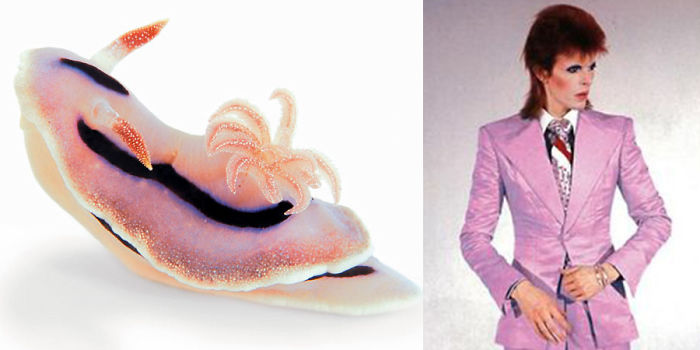 Nudibranchia-Opisthobranchia-David-Bowie