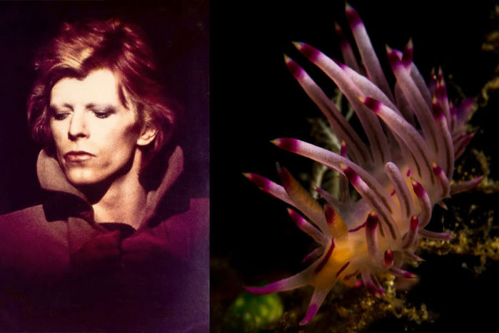 Nudibranchia-Opisthobranchia-David-Bowie