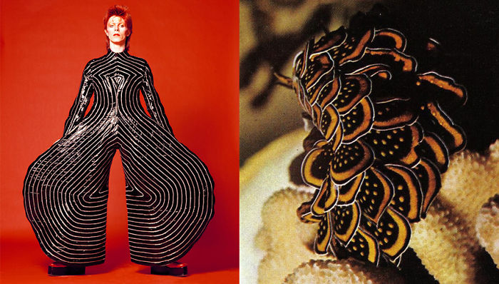 Nudibranchia-Opisthobranchia-David-Bowie