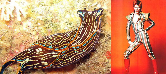 Nudibranchia-Opisthobranchia-David-Bowie