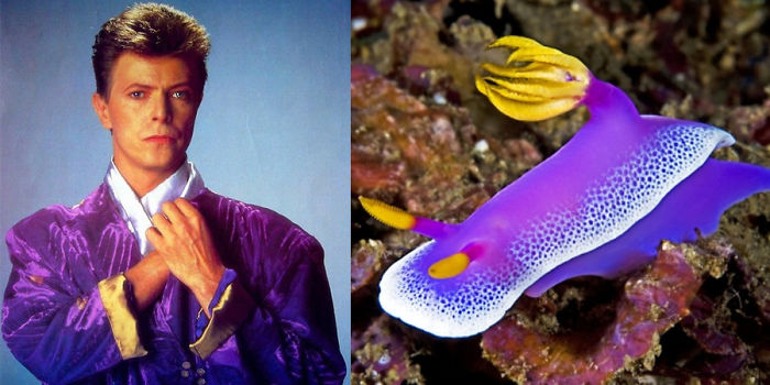 Nudibranchia-Opisthobranchia-David-Bowie