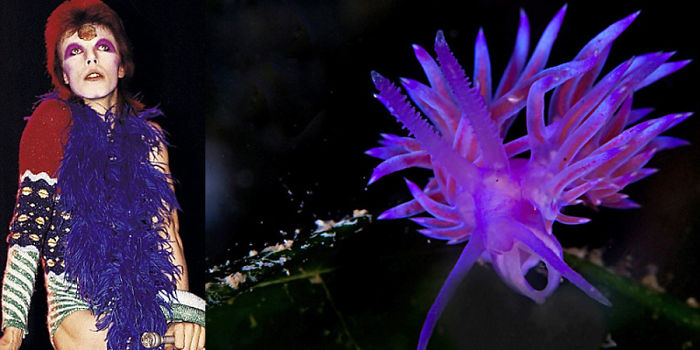 Nudibranchia-Opisthobranchia-David-Bowie