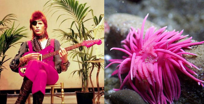 Nudibranchia-Opisthobranchia-David-Bowie