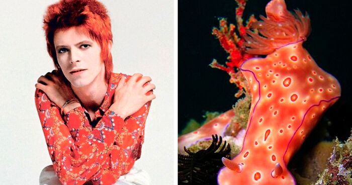 Someone Spotted That David Bowie Often Looked Like A Sea Slug, Created An Entire Blog To Prove It (30 Pics)