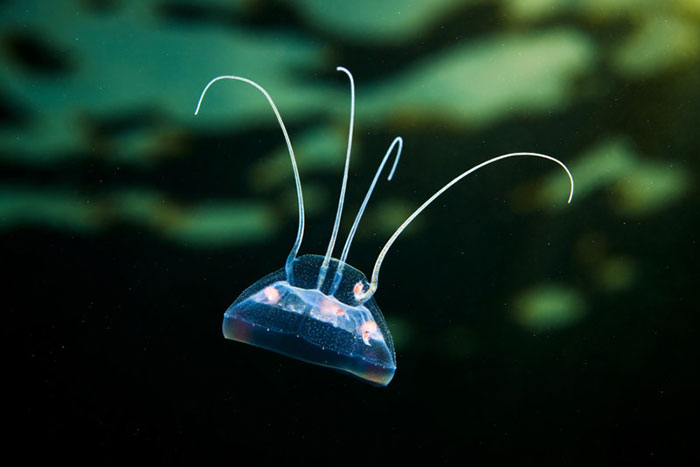 Out-Of-This-World-Underwater-Creatures-Alexander-Semenov