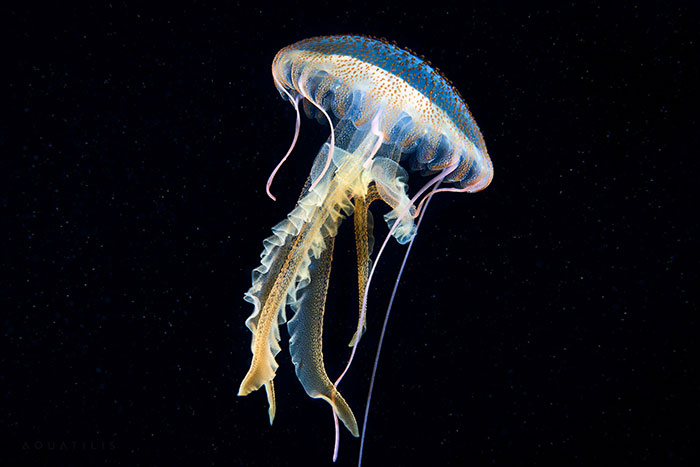 Out-Of-This-World-Underwater-Creatures-Alexander-Semenov