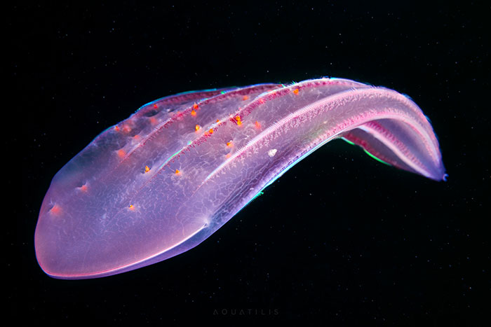 Out-Of-This-World-Underwater-Creatures-Alexander-Semenov