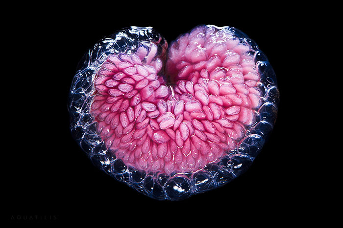 Out-Of-This-World-Underwater-Creatures-Alexander-Semenov