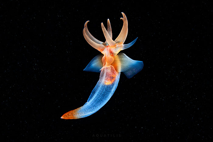 Out-Of-This-World-Underwater-Creatures-Alexander-Semenov