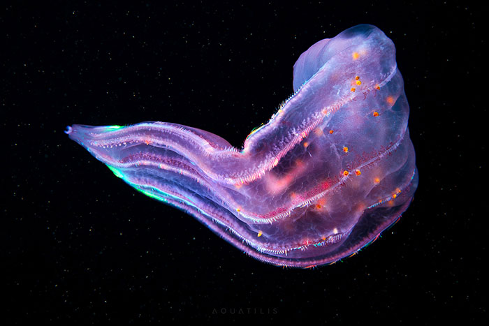 Out-Of-This-World-Underwater-Creatures-Alexander-Semenov