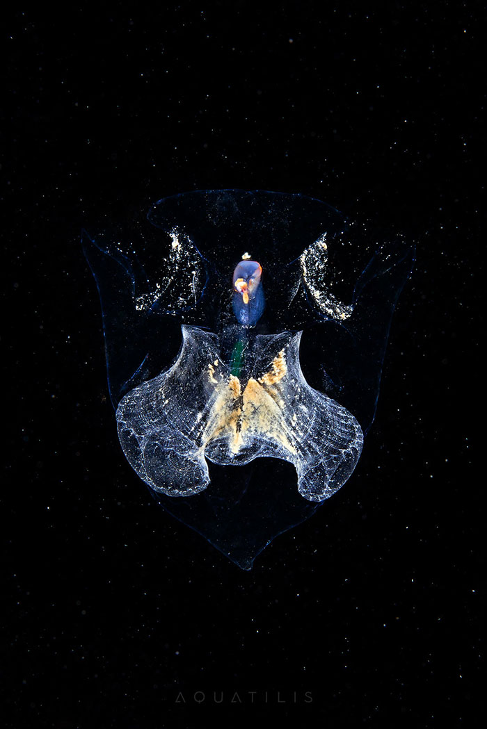 Out-Of-This-World-Underwater-Creatures-Alexander-Semenov