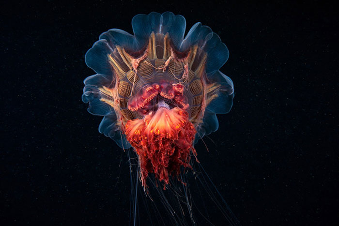 Out-Of-This-World-Underwater-Creatures-Alexander-Semenov