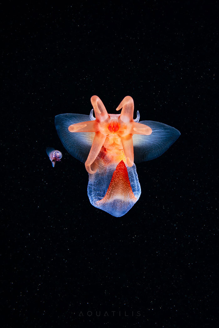 Out-Of-This-World-Underwater-Creatures-Alexander-Semenov