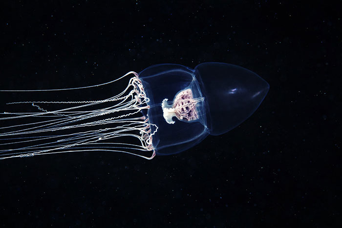 Out-Of-This-World-Underwater-Creatures-Alexander-Semenov