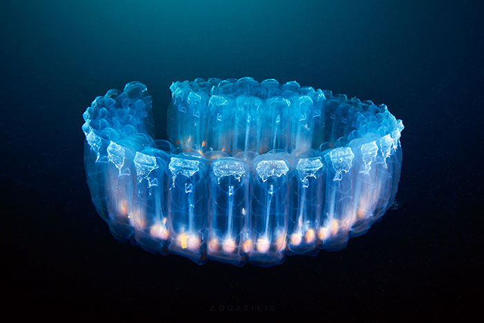 Out-Of-This-World-Underwater-Creatures-Alexander-Semenov