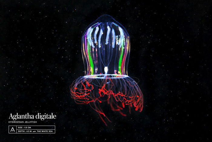 Out-Of-This-World-Underwater-Creatures-Alexander-Semenov
