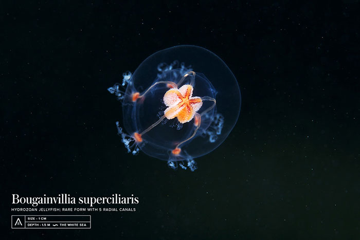 Out-Of-This-World-Underwater-Creatures-Alexander-Semenov