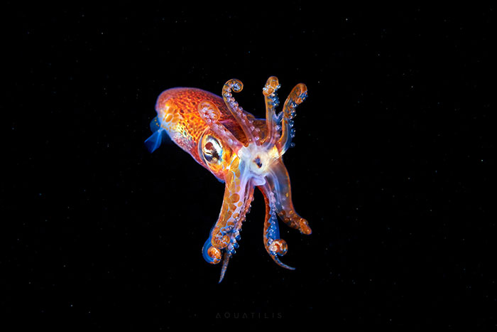 Out-Of-This-World-Underwater-Creatures-Alexander-Semenov