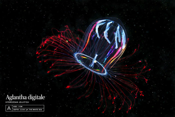 Out-Of-This-World-Underwater-Creatures-Alexander-Semenov