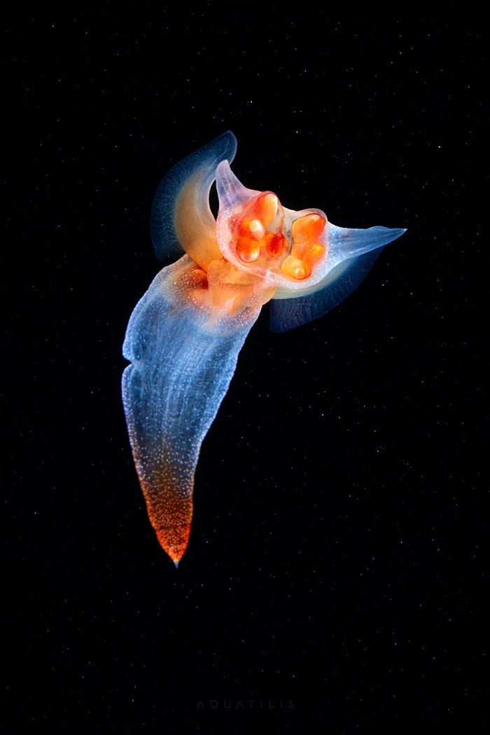 Out-Of-This-World-Underwater-Creatures-Alexander-Semenov