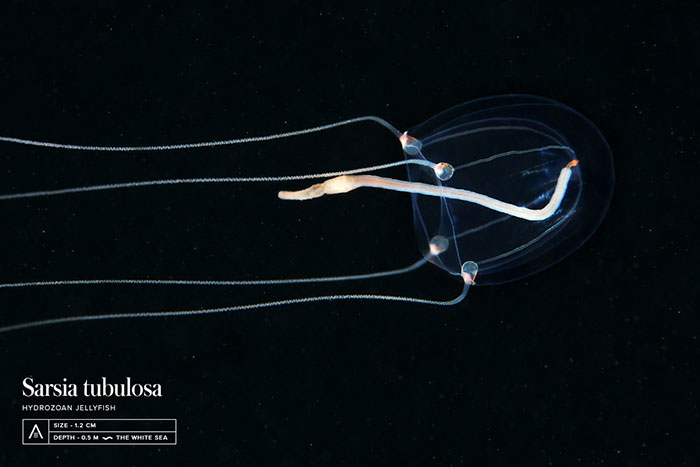 Out-Of-This-World-Underwater-Creatures-Alexander-Semenov