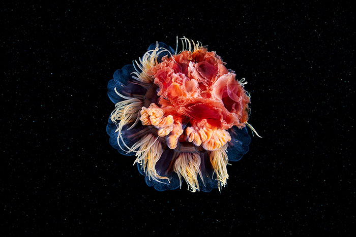Out-Of-This-World-Underwater-Creatures-Alexander-Semenov