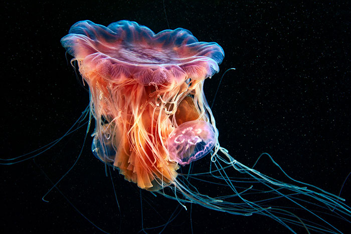 Out-Of-This-World-Underwater-Creatures-Alexander-Semenov