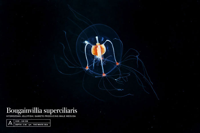 Out-Of-This-World-Underwater-Creatures-Alexander-Semenov