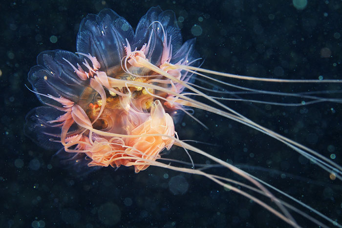 Out-Of-This-World-Underwater-Creatures-Alexander-Semenov