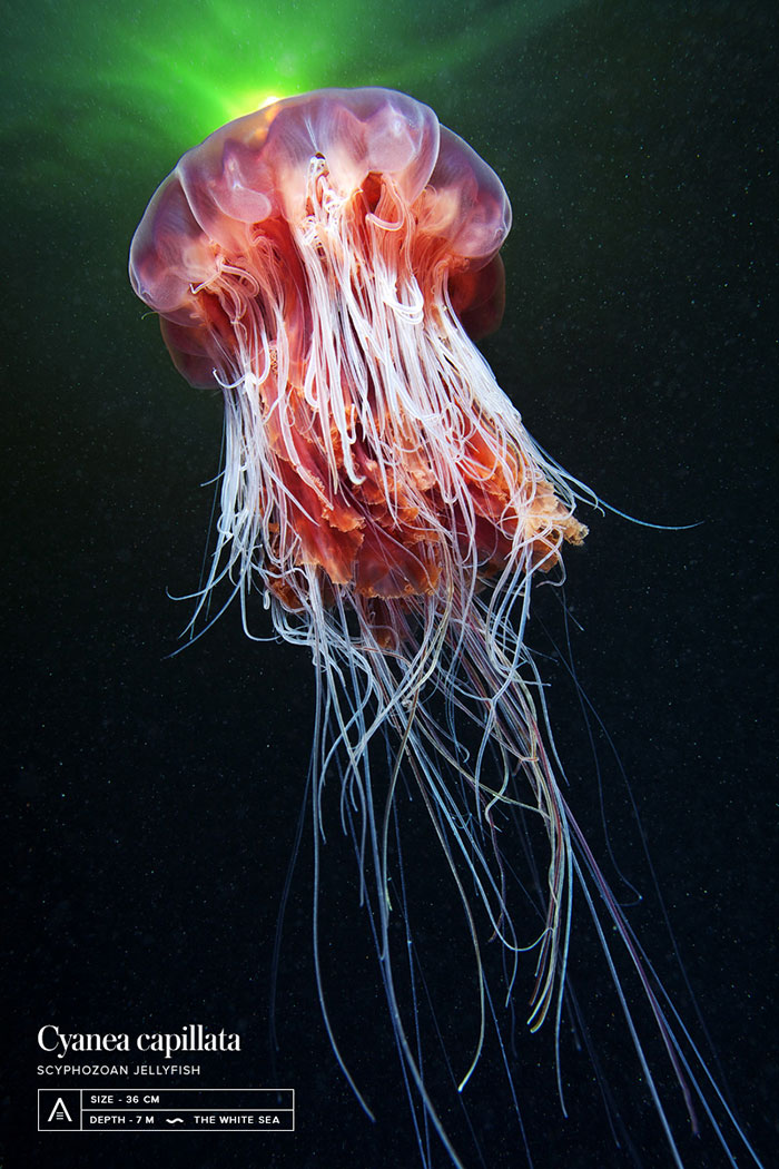 Out-Of-This-World-Underwater-Creatures-Alexander-Semenov