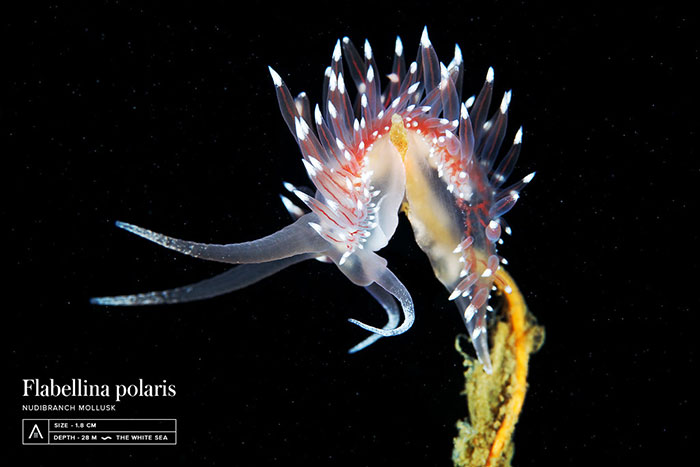 Out-Of-This-World-Underwater-Creatures-Alexander-Semenov