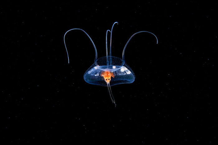 Out-Of-This-World-Underwater-Creatures-Alexander-Semenov