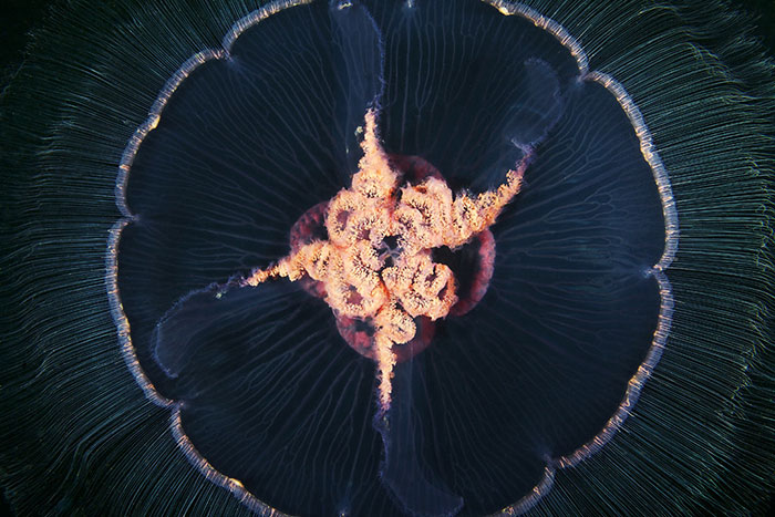 Out-Of-This-World-Underwater-Creatures-Alexander-Semenov