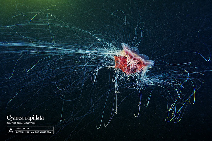 Out-Of-This-World-Underwater-Creatures-Alexander-Semenov